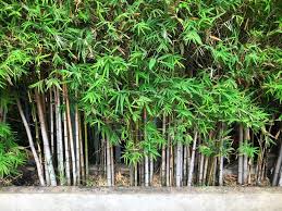 Maybe you would like to learn more about one of these? Bamboo Plant Care All The Top Tips