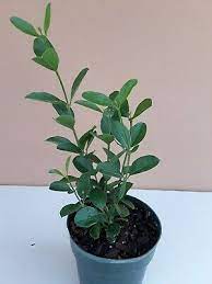 Planta Yo Puedo Mas Que Tu Religion Yoruba Ifa Santeria Con Pote Tierra Y Raiz 9 99 Picclick
