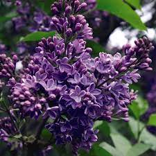 Syringa Vulgaris President Lincoln Syringa Vulgaris Syringa Lilac Tree