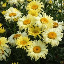 Image result for Leucanthemum