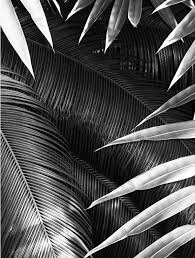 Black And White Plants Photography Shop Ghost Plant Patterns Making Us Dream Of Tropical White Photography Photography Plant Pattern