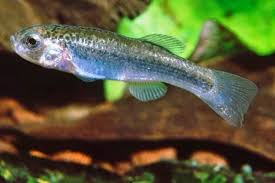 Image result for Orestias