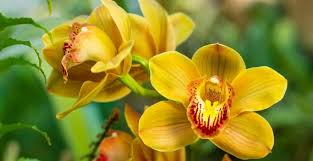 Angiospermae adalah tumbuhan berbiji tertutup oleh daun buah. 7 Tanaman Monokotil Ciri Ciri Manfaat Dan Jenis Jenis