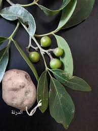 Image result for Rhoicissus revoilii