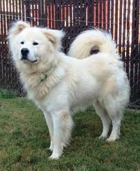 Black And White Great Pyrenees Meet 32178025 A 5 Years Great Pyrenees Chow Chow Available For Adoption In Gainesville Ga Great Pyrenees Dog Adoption Pet Search