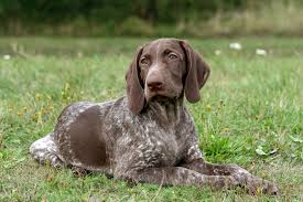 Facts About the German Shorthaired Pointer That You May Not Know