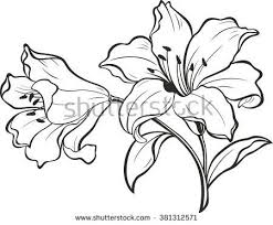 Black And White Lily Pad Clipart Related Image Lilies Drawing Flower Drawing Lilly Flower Drawing
