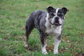 Weight of both dog and. English Bulldog Deckrude Deckruden Kaufen Verkaufen Bei Deinetierwelt