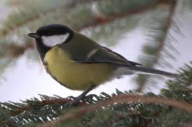 Image result for Kohlmeise vogelhouse