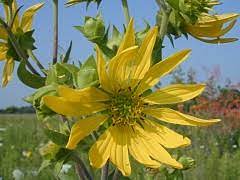 2019 illinois native plant sales plant sale, native plants, plants. Illinois Wildflowers