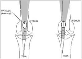 Luxating Patella Dog Portland Orev Specialty Vet Care