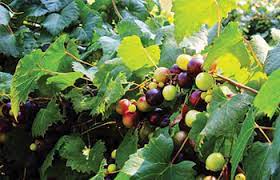 All about growing grapes | mother earth news. A Southern Revival