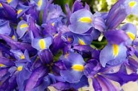 Iris Flowers Meanings The Symbolic Meaning Of The Iris Is Faith Wisdom Cherished Friendship Hope Valor My Comp Flower Meanings Iris Flowers Growing Irises