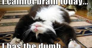 I Cannot Brain Today I Has The Dumb Funny Animals Dumb And Dumber Cats