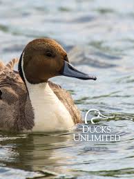 Download free waterfowl wallpapers for your desktop. Ducks Unlimited Mobile Wallpaper
