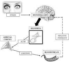 Kmtc regular students application and admission in 2020. Psychological And Sociodemographic Variables Related To Cortisol In Hair In Spanish Healthy Population The Spanish Journal Of Psychology Cambridge Core