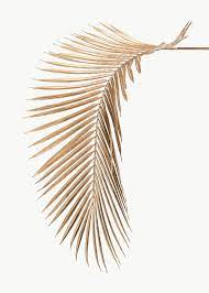 Areca Palm Leaf Painted In Gold Design Element Free Image By Rawpixel Com Teddy Rawpixel