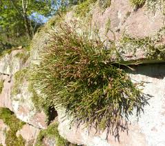 Image result for Asplenium cancellatum