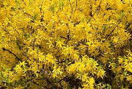 Forsythia Happy Centennial Yellow Flowers Winter Flowers Early Spring Flowers Flowering Shrubs Hardy Sh Early Spring Flowers Forsythia Flowering Shrubs
