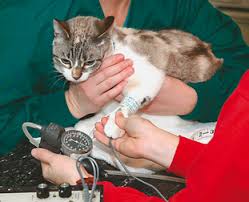 Jullundur (jalandhar) surgicals enterprises offers blood pressure cuffs (bp cuffs)under its brand name je mediguard. Systemic Hypertension Veterian Key