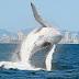 Whale-watching on theGold Coast, where giant thrills await...