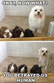 They Will Make You Feel The True Meaning Of Companionship And Loyalty In The Most Profound Ways Possible Actu Funny Animal Pictures Funny Animals Cute Animals
