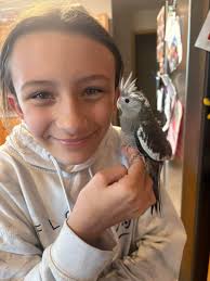 Accident Hwy P and Hwy 60. Still in traffic. By Dairy Queen Jackson.