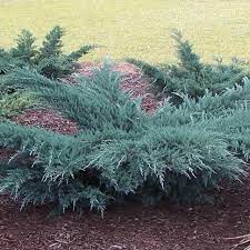 Low maintenance, no pruning required. Grey Owl Juniper Unique Blue Evergreen Shrub Plantingtree