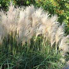 On The Other Size End Of The Ornamental Grass Size Spectrum Maidengrass Hardy In Zones 5 9 Towers Particularly M Cool Plants Ornamental Grasses Plants