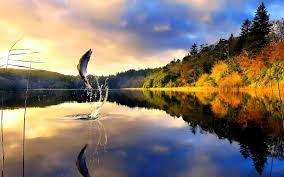 4.0 ice cream sandwich or above. Fly Fishing Wallpapers Top Free Fly Fishing Backgrounds Wallpaperaccess