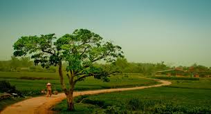 Kết quả hình ảnh cho góc quê