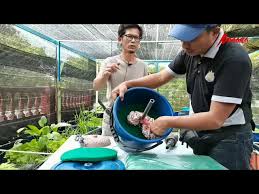 Udang galah merupakan jenis udang yang masuk dalam spesies macrobrachium rosenbergii, filum arthropoda, kelas crutacea, bangsa decapoda dan suku paleamonidae. Potensi Peluang Bisnes Ternakan Udang Kara Lobster Air Tawar S Maju Agro Venture Litetube