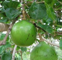 Image result for Strychnos innocua