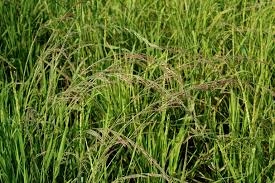 Image result for Eragrostis viscosa