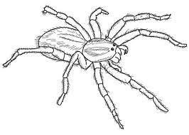 All art is original and created by. Wolf Spider Wolf Spider Cartoon