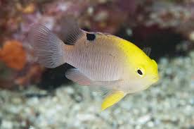 Image result for Bolusiella talbotii