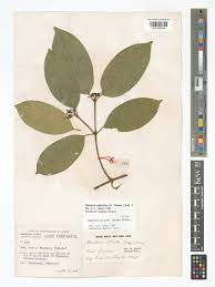 Image result for Hunteria umbellata