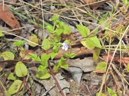 Image result for Torenia crustacea