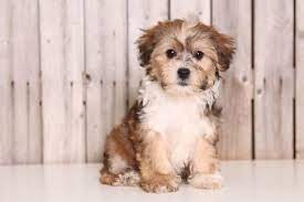 How much is a yorkie poo? Yorkie Poo Puppy For Sale In Mount Vernon Oh Adn 43817 On Puppyfinder Com Gender Female Age 9 We Yorkie Poo Puppies Yorkie Poo Yorkie Poo Puppies For Sale