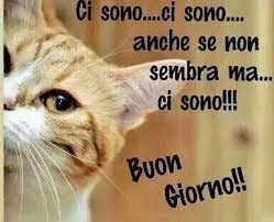 Nuove Amicizie Community Google Buongiorno Divertente Buongiorno Buongiorno Immagini