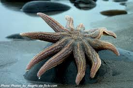 Starfish is a platform that creates a network of communication between faculty, students, and student services staff to support student success. Give Me A High Five Or Fifty Bedtime Math