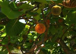 Image result for Burttdavya nyasica