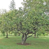 Image result for Vepris reflexa