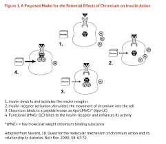 The investigations show that chromium picolinate resulted in very small amounts of weight loss (about 1.1 kg) after the treatment duration. Chromium Linus Pauling Institute Oregon State University