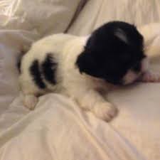 None yet i have 2 beautiful male pekingese puppies. Pekingese For Sale Texas