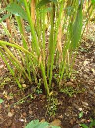 cardamom plant cardamom pods at the base of the plant picture of munnar idukki district tripadvisor munnar idukki district tripadvisor