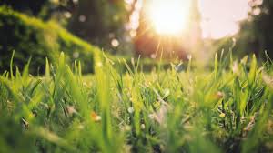 #capricorno state come un fiorellino a primavera la soluzione a ha fiori a grappolo profumatissimi inizia con la lettera f ed è lunga 6 lettere. Fiore Dopo Fiore Inizia La Primavera Zoom