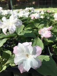 Trillium are a wonderful woodland plant. Nz Trillium Stockist Home Facebook