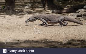 Chinese dragons don't exist factually — there is no evidence to prove that they are real creatures. Most Real Dragons In Their Natural Habitat On The Island Of Komodo Stock Photo Alamy