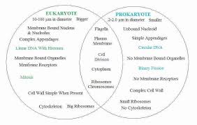 Prokaryotes Vs Eukaryotes Worksheet Best Of Prokaryotic And Eukaryotic Cells Worksheet In 2020 Prokaryotes Prokaryotes Vs Eukaryotes Eukaryotic Cell